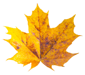 autumn maple leaf on transparent background