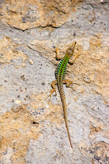 Naklejka na ściany i meble Nature, green colored lizard sunbathing on a light rock