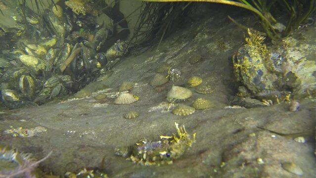 Limpets and other marine life in a tidal pool