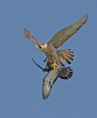 Perigine falcon with prey