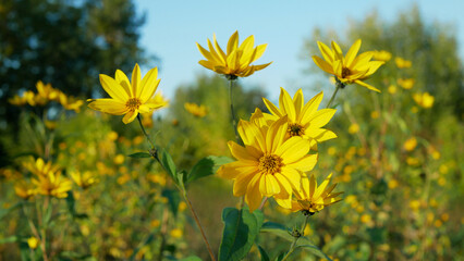 Jerusalem artichoke topinambur plant Helianthus tuberosus blossom yellow sunroot sunchoke earth apple, sunchoke wild sunflower flowers invasive expansive species bloom detail close-up dangerous