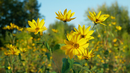 Jerusalem artichoke topinambur plant Helianthus tuberosus blossom yellow sunroot sunchoke earth...