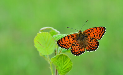 Melitaea arduinna 900