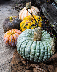 light blueish gray bumpy textured pumpkin closeup in group of colorful autumn hybrid pumpkins - 536630902