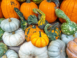 Pumpkin in still life