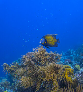 French angelfish ,Pomacanthus paru