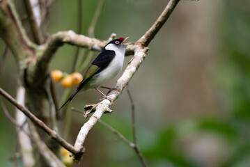 tangarazinho (Ilicura militaris)