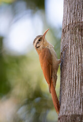 arapaçu-de-cerrado (Lepidocolaptes angustirostris)