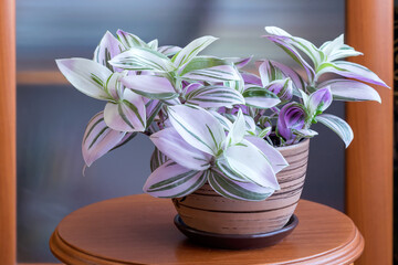 Potted beautiful ornamental plant bicolor Tradescantia in the home interior.