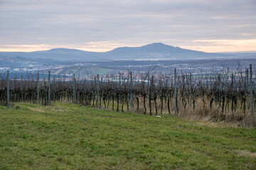 Fototapeta na wymiar Vineyards in South Moravia in the Czech Republic with the Palava hills in the background.