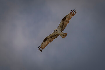 Fototapeta premium Osprey in flight