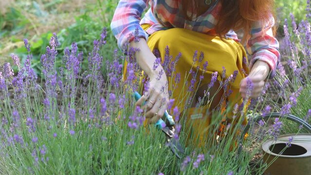 Girl cutting the lavender flowers