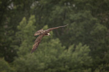 Osprey fishes in the marsh