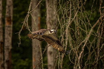 Osprey fishes in the marsh