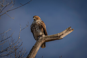 Red-tailed Hawk perched on a dead tree branch