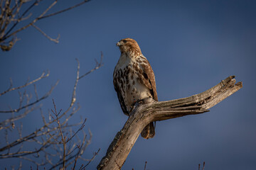 Red-tailed Hawk perched on a dead tree branch