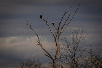 A pair of Bald Eagles on a dead tree