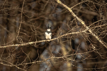 Belted Kingfisher perched on a tree branch