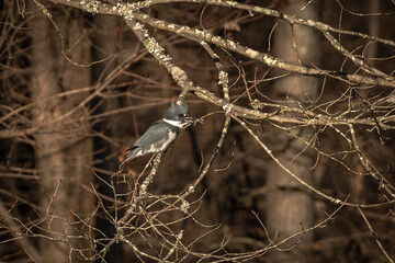 Belted Kingfisher perched on a tree branch