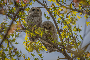 Obraz premium Barred Owl fledglings hide among the leaves
