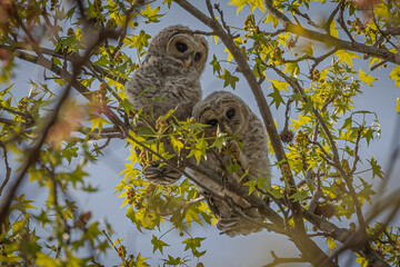 Barred Owl fledglings hide among the leaves