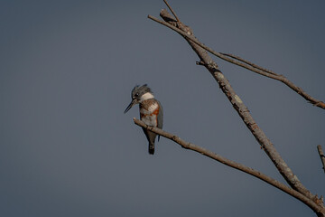 Belted Kingfisher perched on a tree branch