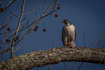 Peregrine Falcon eats its kill