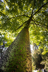 Fototapeta premium An interesting tree with a thorny trunk. Floss silk tree. (Ceiba speciosa).