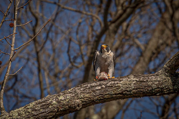 Peregrine Falcon eats its kill