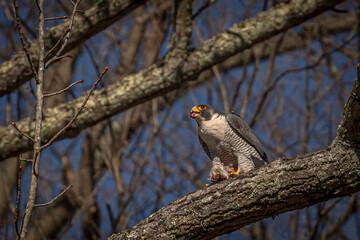 Peregrine Falcon eats its kill