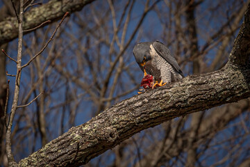 Peregrine Falcon eats its kill