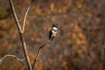 Belted Kingfisher perched on a tree branch