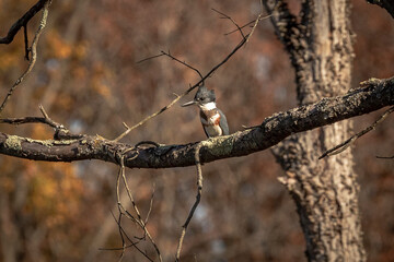 Belted Kingfisher perched on a tree branch