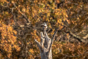 Obraz premium Belted Kingfisher perched on a tree stump