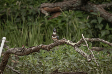 Obraz premium Belted Kingfisher perched on a tree branch