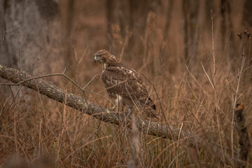 Red-tailed Hawk perched on a dead tree branch