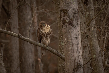 Red-tailed Hawk perched on a dead tree branch