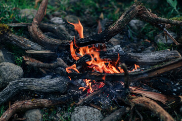 fire in the forest