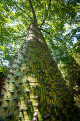 An interesting tree with a thorny trunk. Floss silk tree. (Ceiba speciosa).