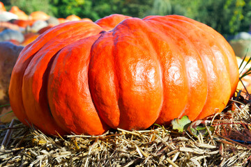 a big orange pumpkin (Rouge Vif d'Etampes) lies on a haystack on a sunny day