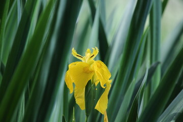 yellow daffodils on green
