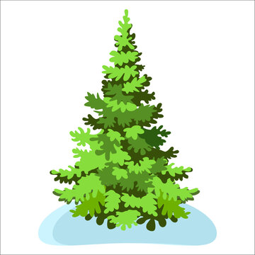 Beautiful evergreen spruce. Vector image on a white background.