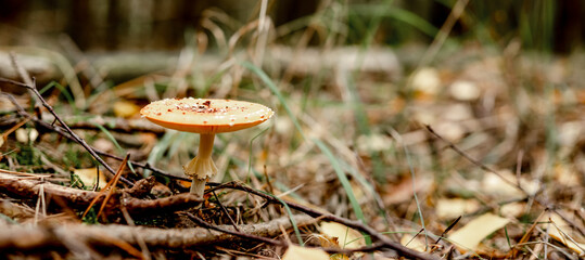 Forest mushrooms in the grass