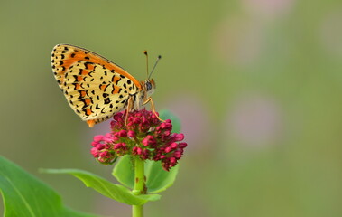  Melitaea syriaca 888