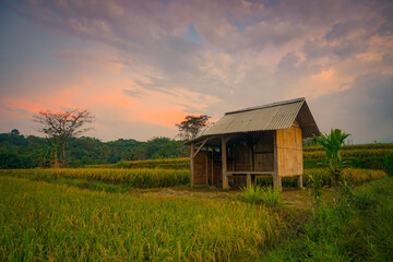 Obraz premium Indonesia farmer hut in rice field with sunset scene. Agricultural concept on the countryside. Perfect for natural background or wallpaper. 