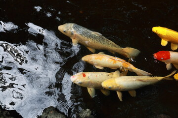연못에서 유유히 헤엄쳐 다니는 비단잉어 무리들