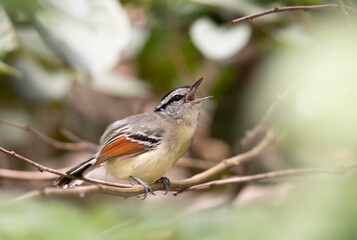 chorozinho-de-asa-vermelha (Herpsilochmus rufimarginatus)