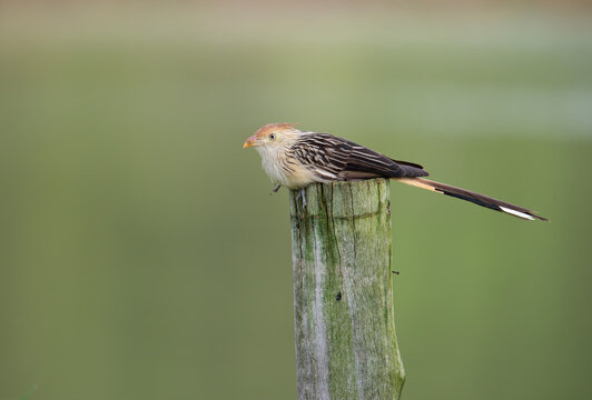 anu-branco (Guira guira)