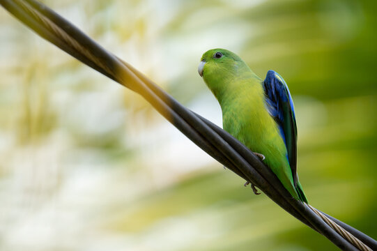 tuim (Forpus xanthopterygius)