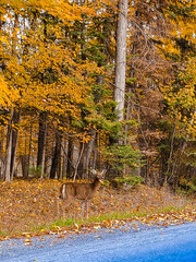 Deer and fall colours. 